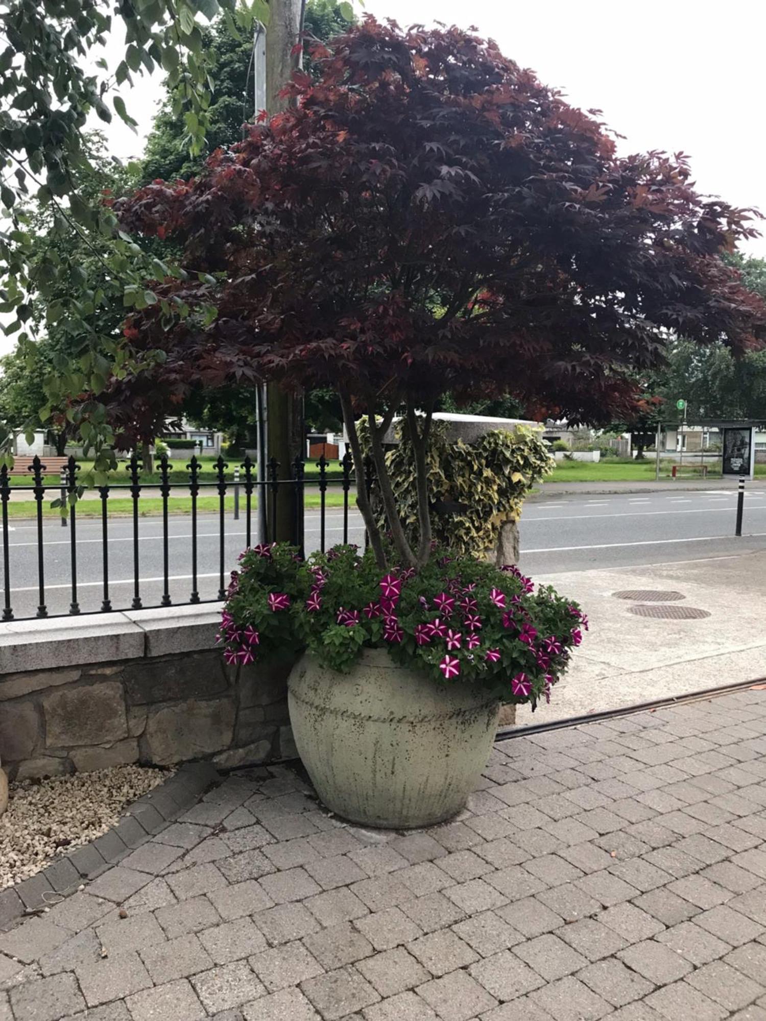 Avlon House Bed And Breakfast Carlow Exterior photo